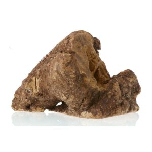 Mordedor Raíz de brezo con aceite de oliva