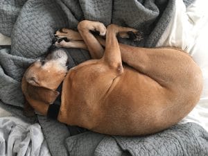 Torsión de estomago en perros: Síntomas